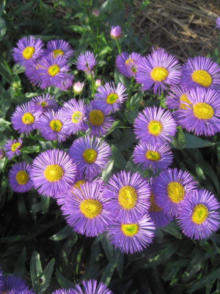 Erigeron  'Dunkelste Aller'