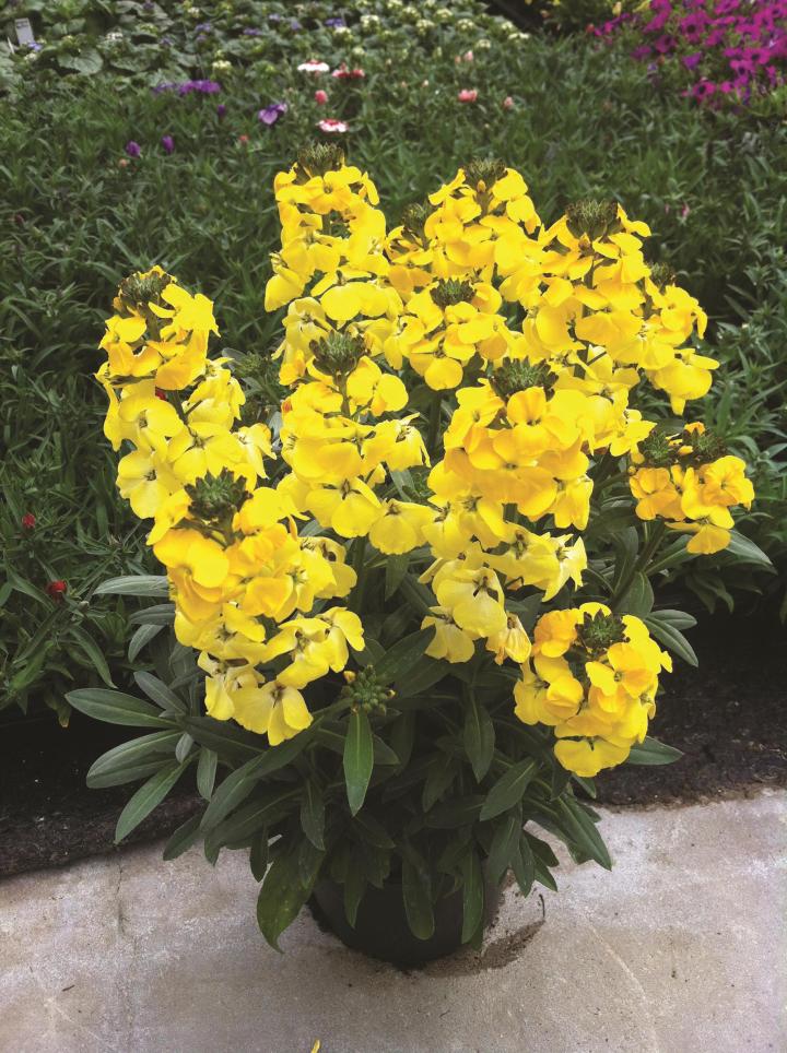 Erysimum  'Fragrant Sunshine'