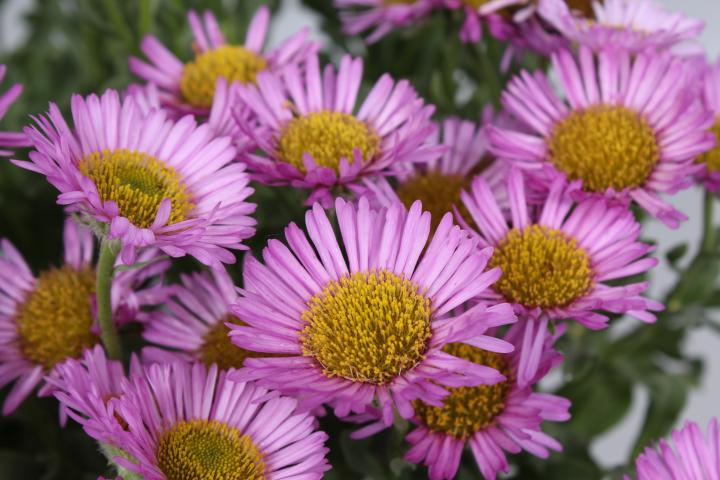 Erigeron glaucus 'Sea Breeze'