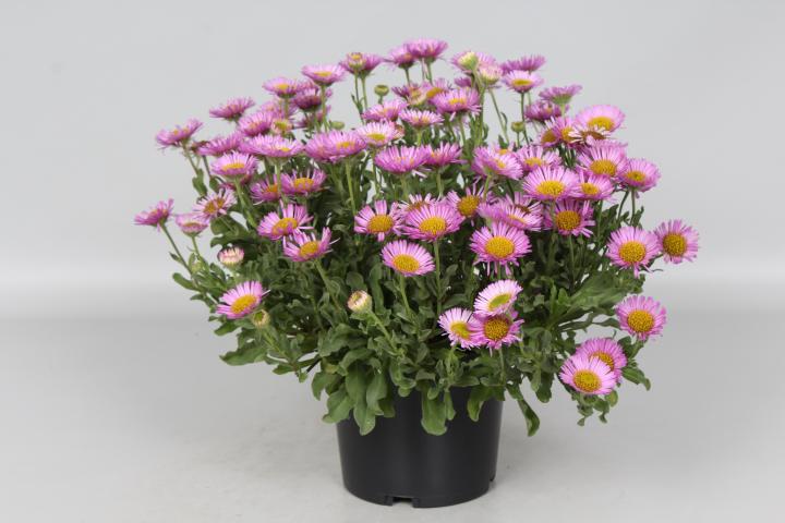 Erigeron glaucus 'Sea Breeze'