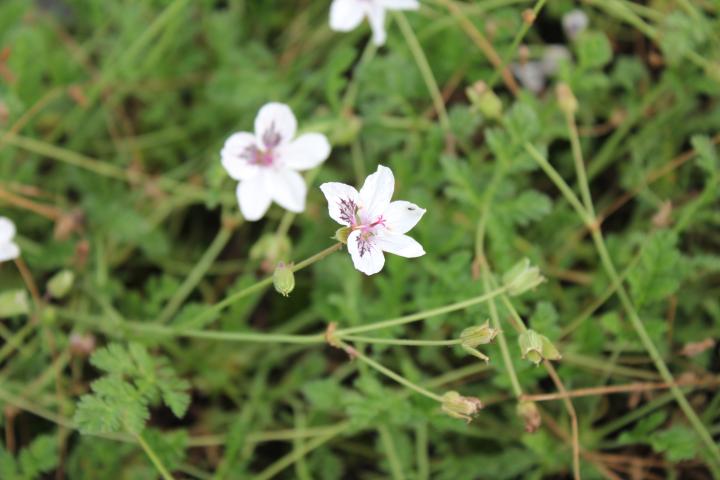 Erodium guttatum