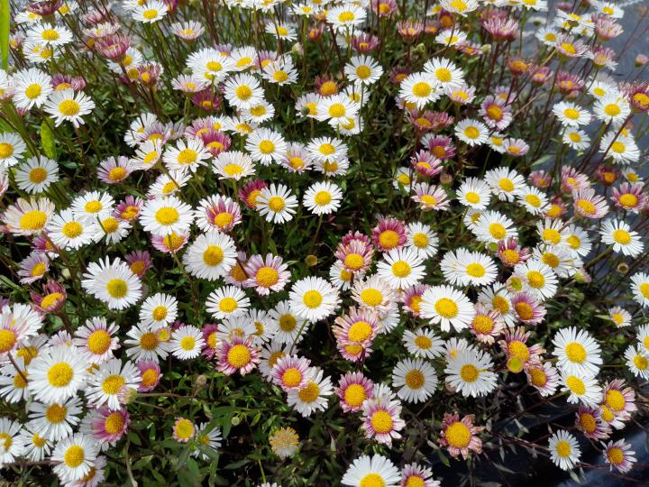 Erigeron karvinskianus