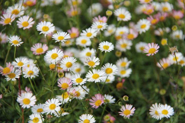 Erigeron karvinskianus