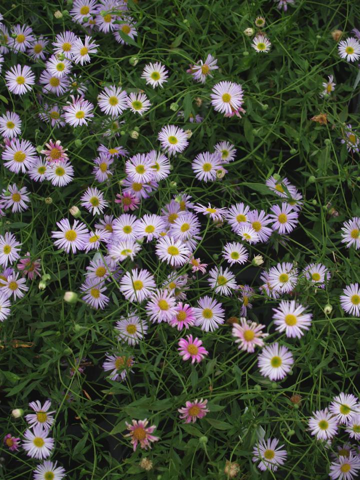 Erigeron karvinskianus 'Lavender Lady' ®