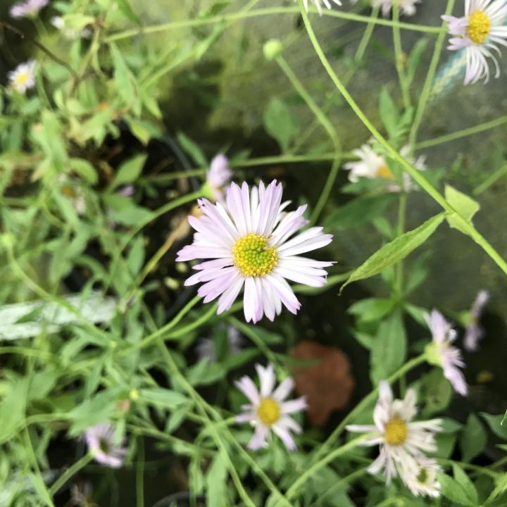 Erigeron karvinskianus 'Lavender Lady' ®