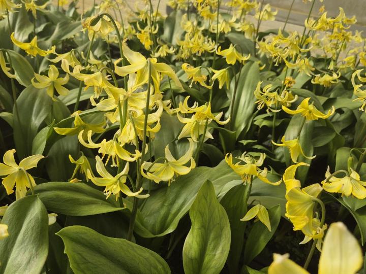 Erythronium 'Pagoda'