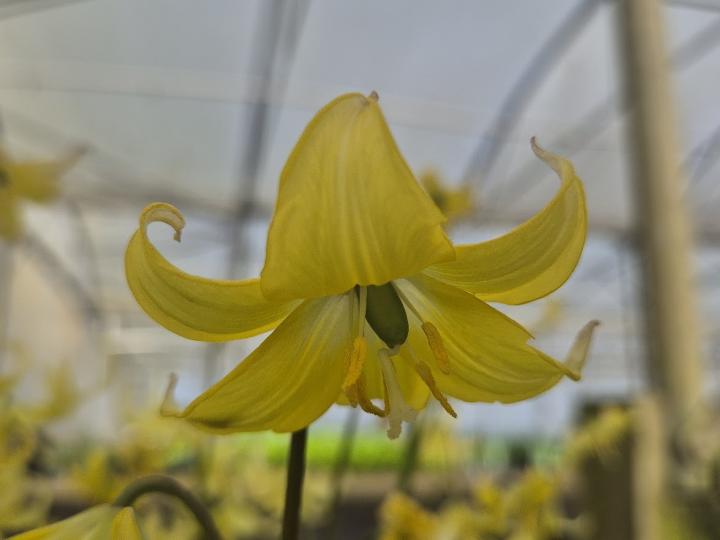 Erythronium 'Pagoda'