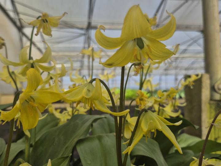 Erythronium 'Pagoda'