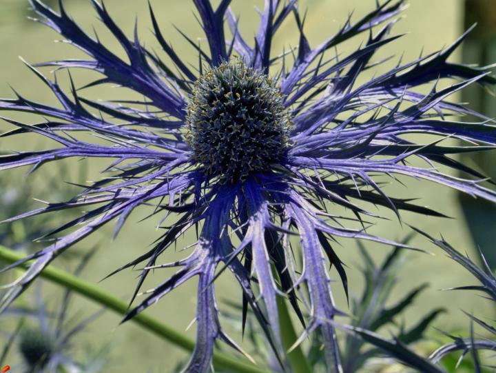 Eryngium bourgatii 'Penn Blue'