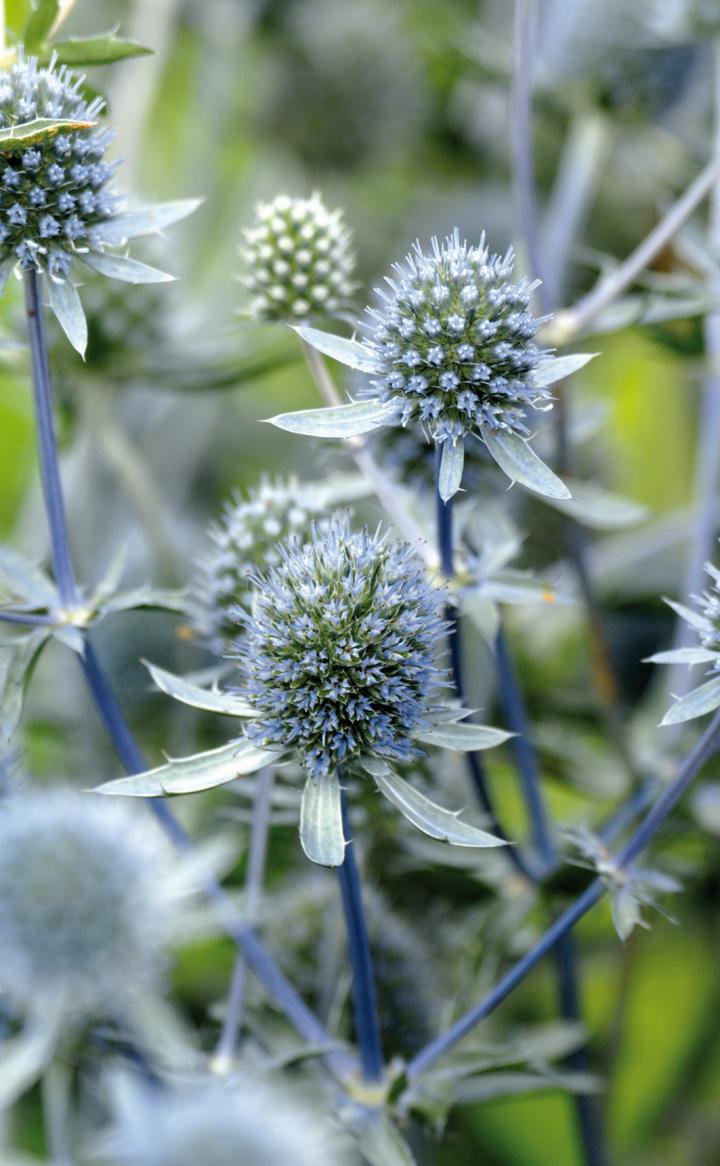 Eryngium planum 'Blauer Zwerg'