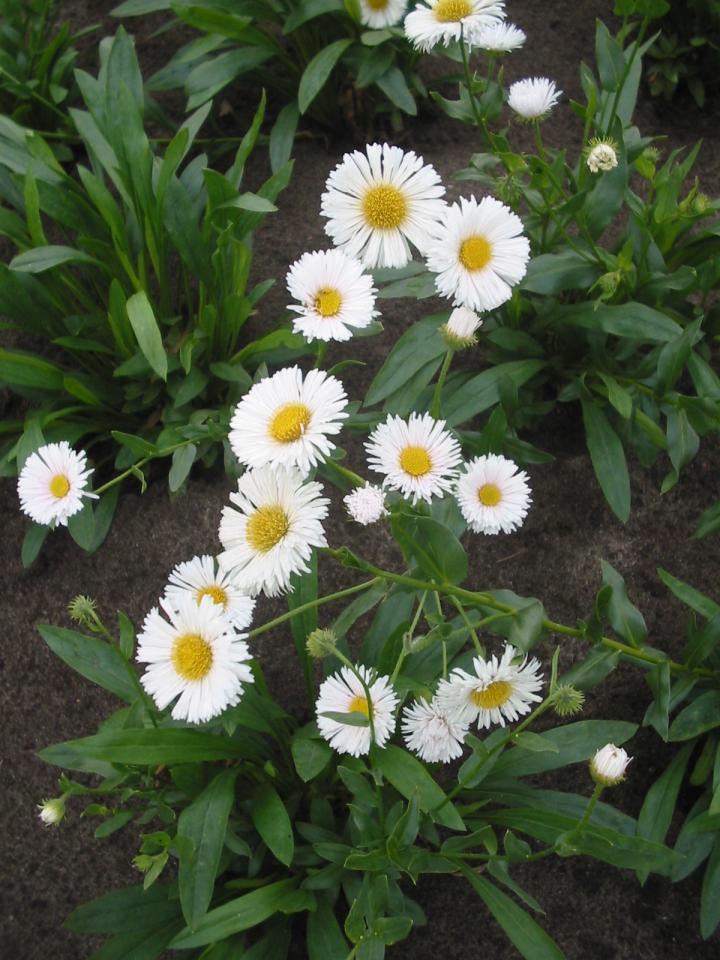 Erigeron  'Professor Korodi'