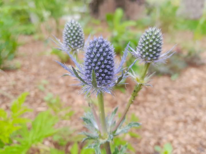 Eryngium planum 'Magical Blue Lagoon'