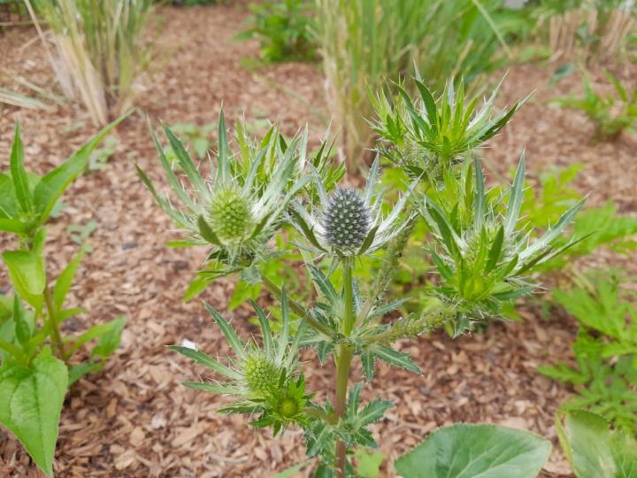 Eryngium planum 'Magical Blue Lagoon'
