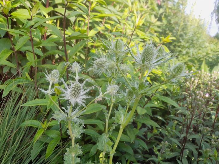 Eryngium planum 'Magical White Lagoon'