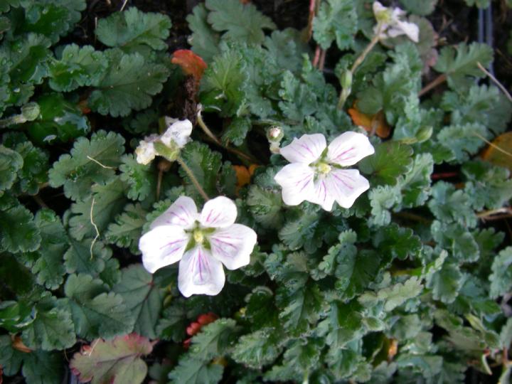 Erodium reichardii 'Album'