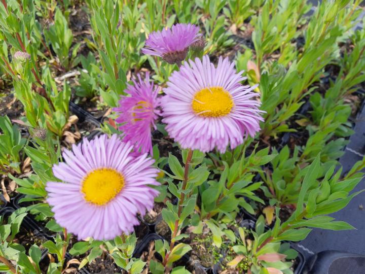 Erigeron  'Rosa Juwel'