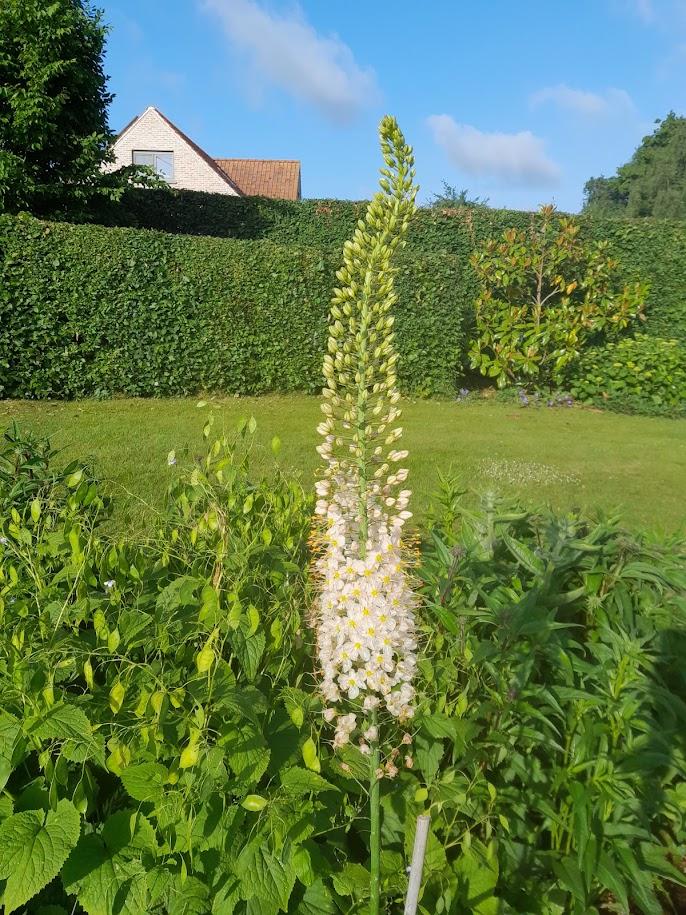 Eremurus robustus 3l.