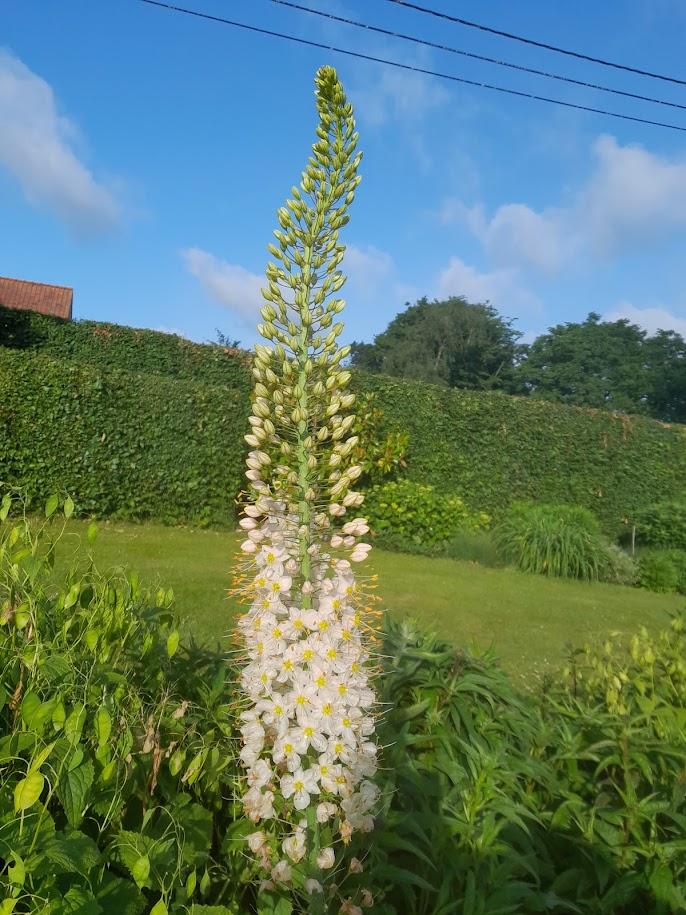 Eremurus robustus 3l.