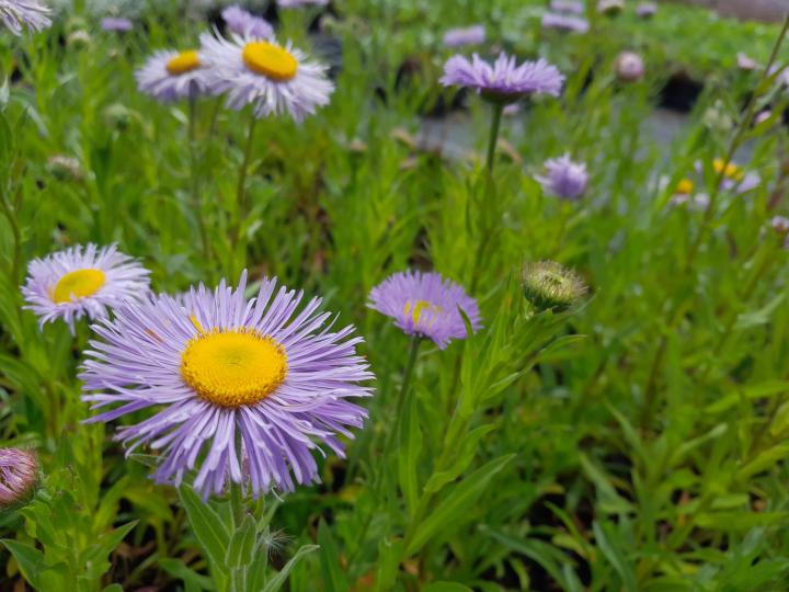 Erigeron speciosus 'Grandiflorus'
