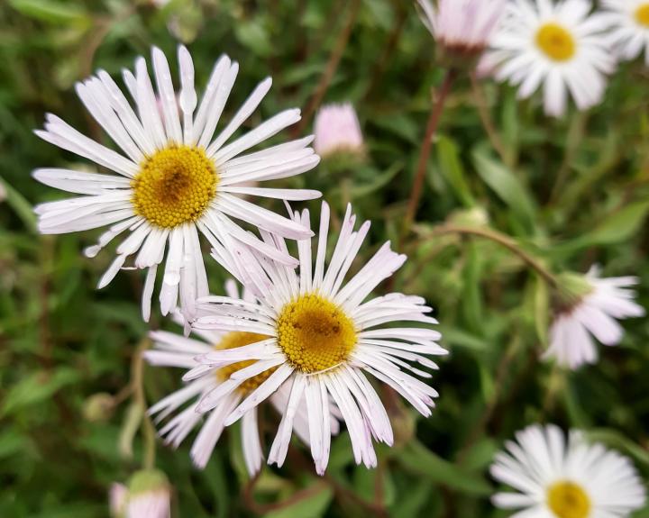 Erigeron  'Sommerneuschnee'
