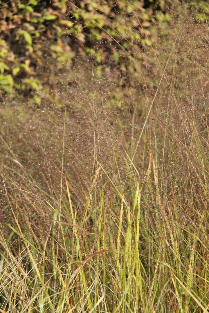 Eragrostis trichodes