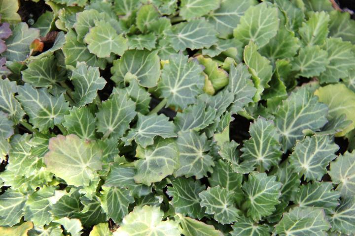 Eryngium variifolium
