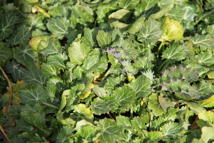 Eryngium variifolium