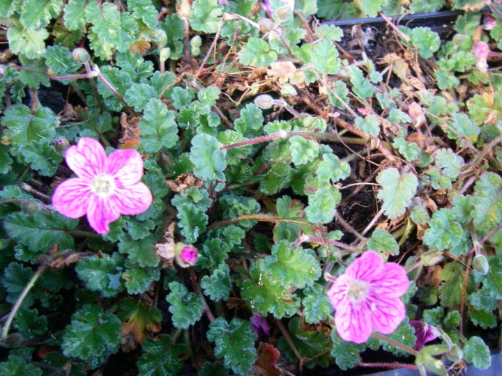 Erodium variabile (x) 'Bishop's Form'