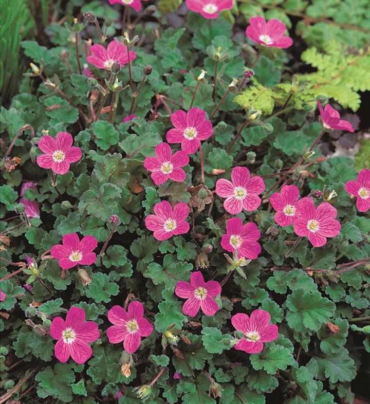 Erodium variabile (x) 'Bishop's Form'