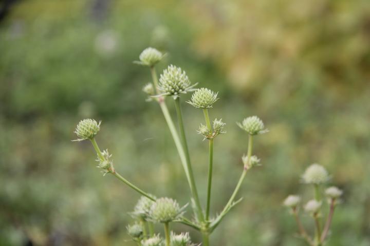 Eryngium yuccifolium