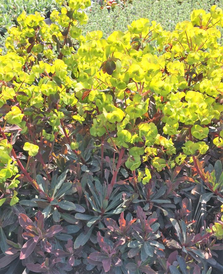 Euphorbia amygdaloides 'Purpurea'