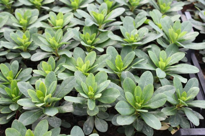 Euphorbia amygdaloides var.robbiae