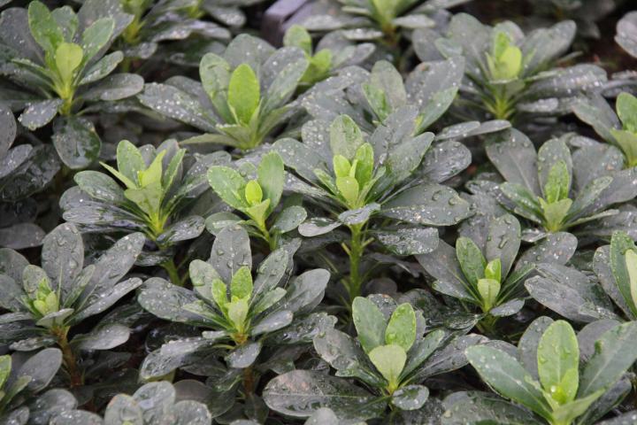 Euphorbia amygdaloides var.robbiae