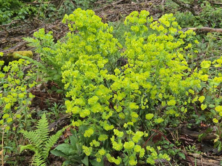 Euphorbia amygdaloides var.robbiae