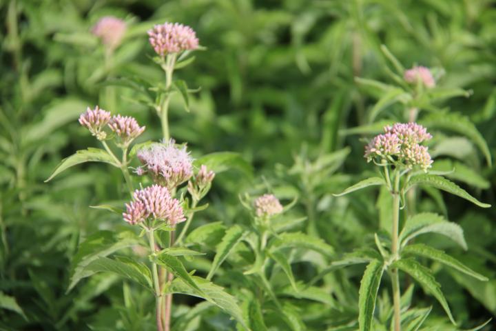 Eupatorium cannabinum
