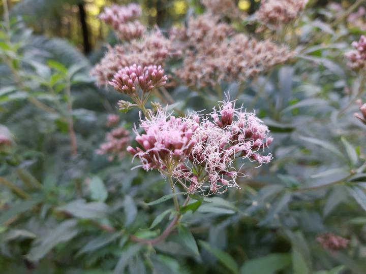 Eupatorium cannabinum