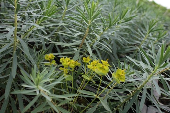 Euphorbia hybride 'Copton Ash'