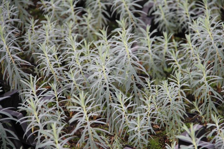 Euphorbia hybride 'Copton Ash'