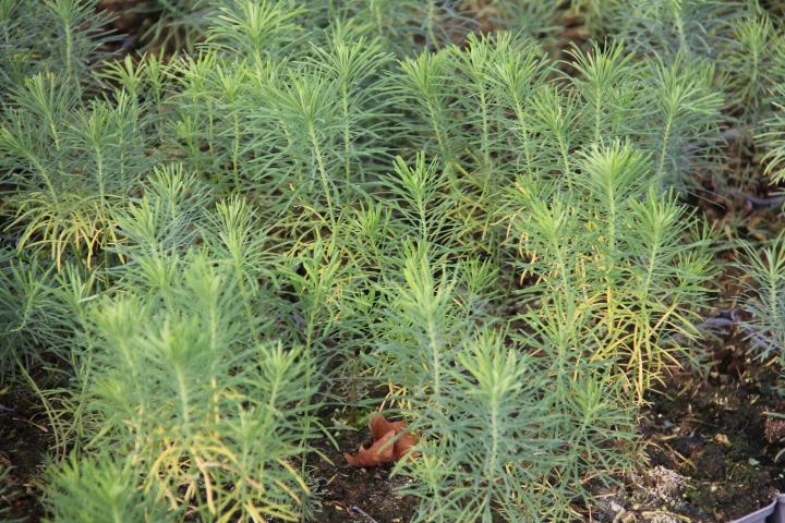 Euphorbia cyparissias 'Betten'