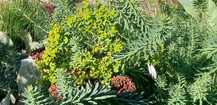 Euphorbia cyparissias 'Betten'