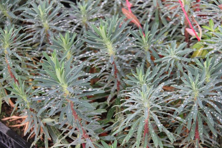 Euphorbia characias 'Black Pearl'
