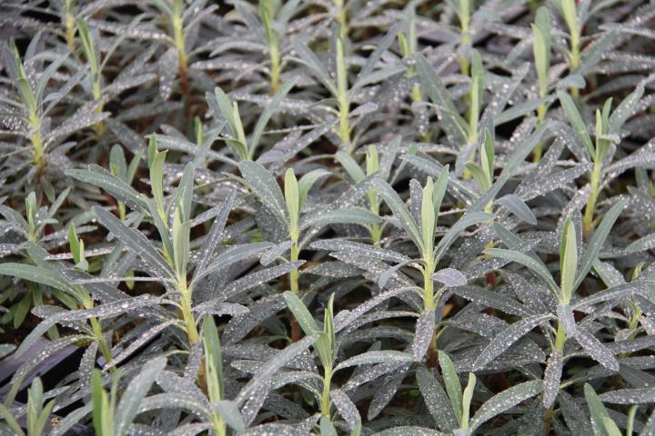 Euphorbia characias 'Blue Wonder' ®