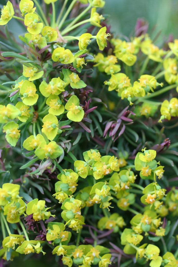 Euphorbia cyparissias 'Clarice Howard'