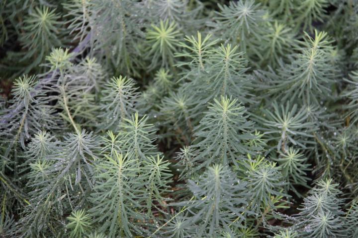 Euphorbia cyparissias 'Clarice Howard'