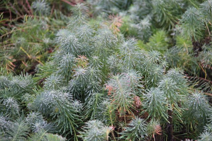 Euphorbia cyparissias 'Fen's Ruby'