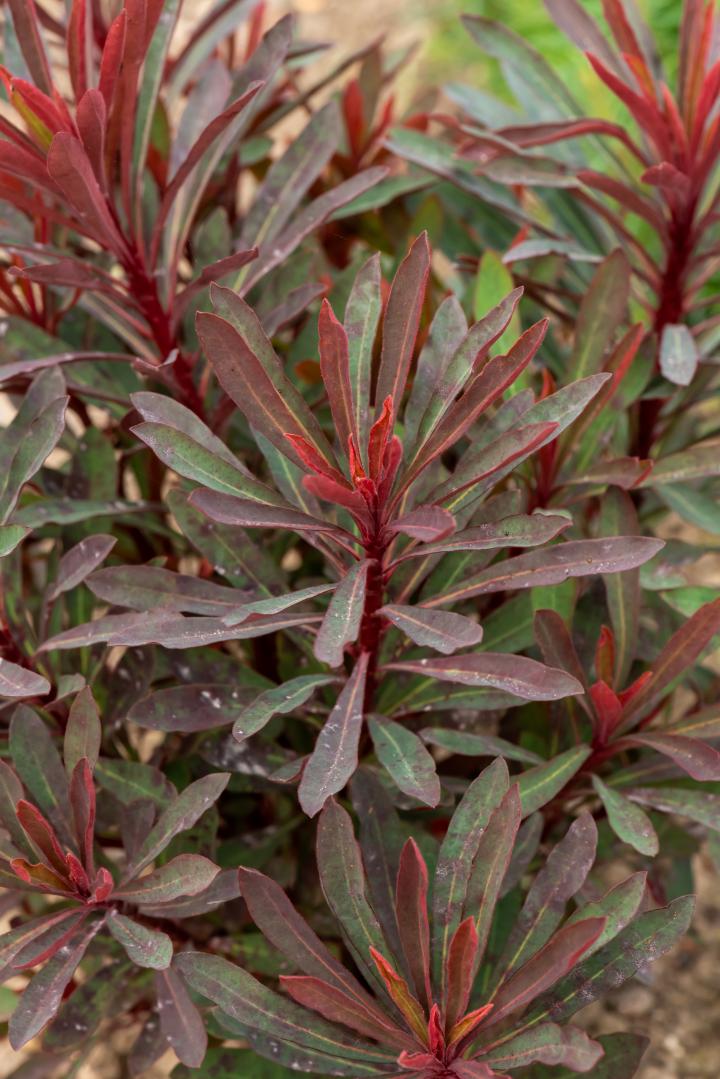 Euphorbia characias 'Miners Merlot'