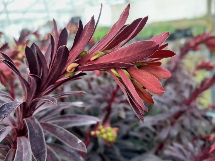 Euphorbia characias 'Miners Merlot'