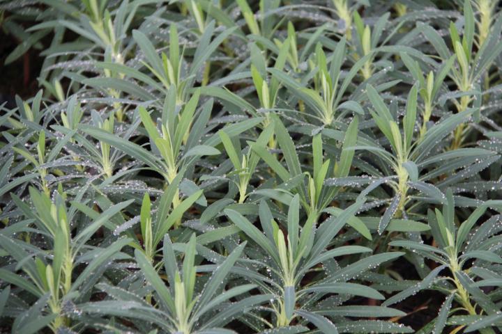 Euphorbia characias 'Purple and Gold'