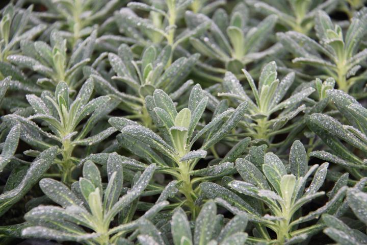 Euphorbia characias 'Portuguese Velvet'