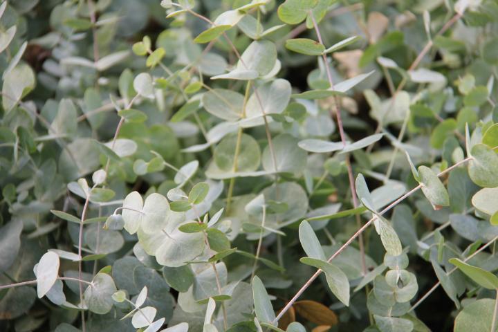 Eucalyptus cinerea 'Silver Dollar'